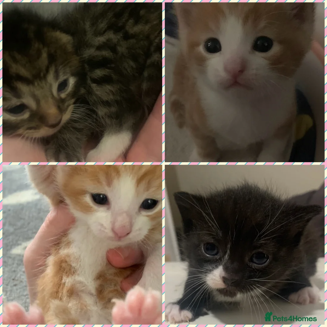 Mixed Breed cats for sale: Friendly and playful kittens ❤️ 🐱 🐾  - Advert 1