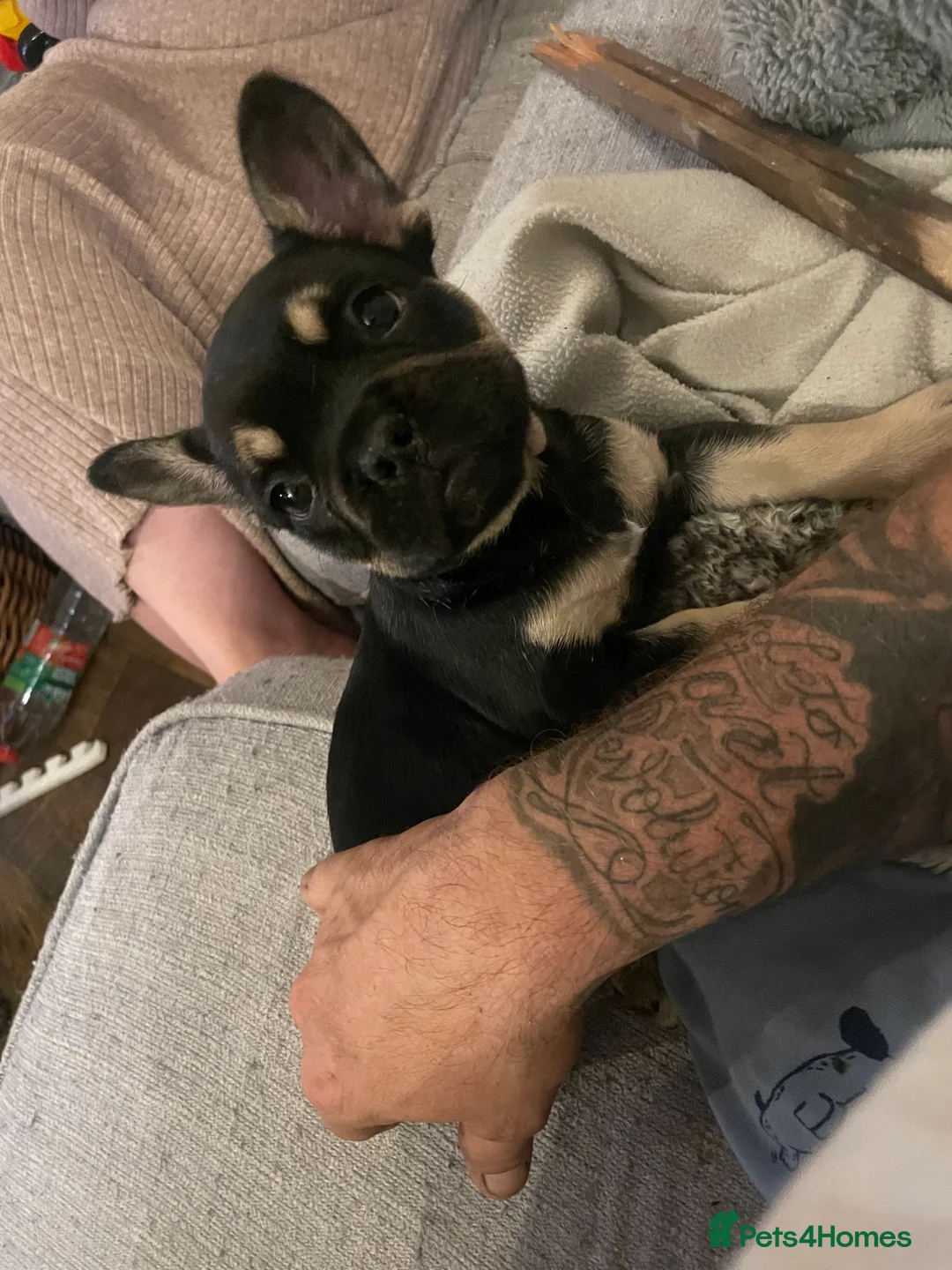 French Bulldog dogs for stud: Chocolate Tan french bulldog Burtie in Sevenoaks - Advert 21