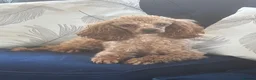 Toy Poodle dogs for stud: KC RED TOY POODLE STUD - Advert 10