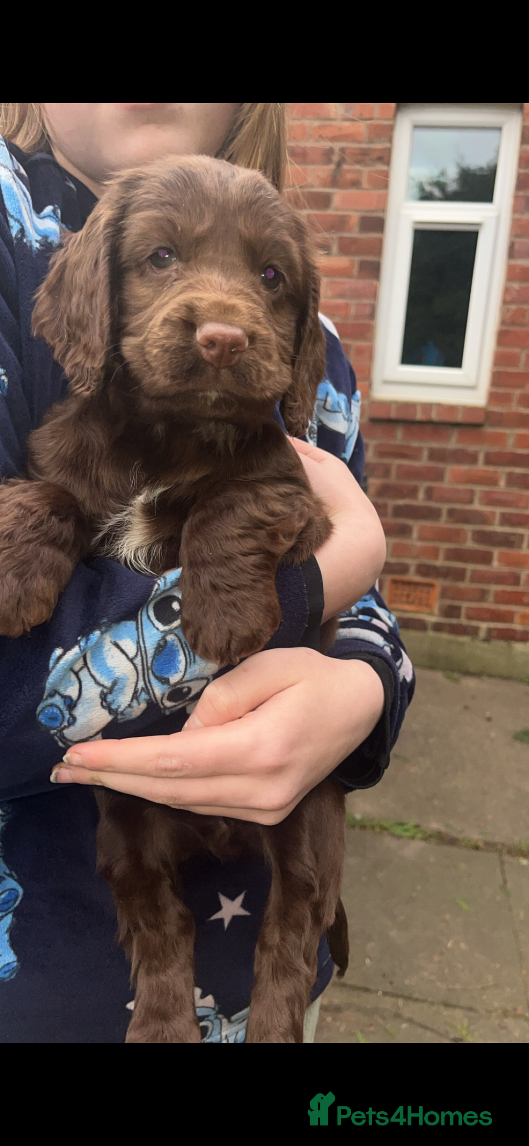 Cocker Spaniel dogs for sale: Chocolate cocker spaniel bitch  - Image 10