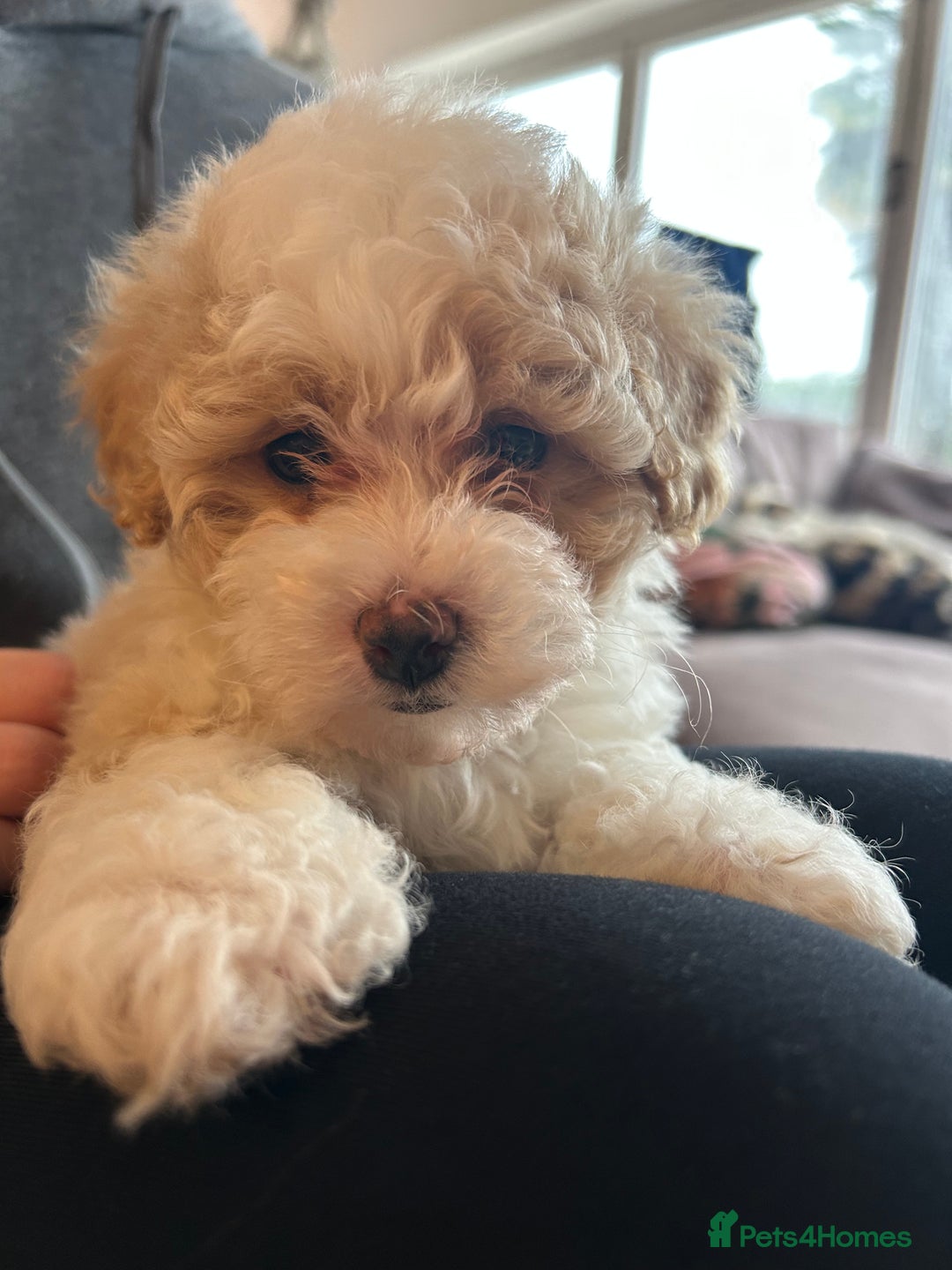 Maltipoo dogs for sale: Maltipoo puppy girl - Advert 1