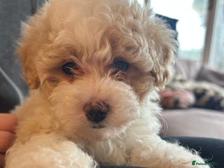 Maltipoo dogs Maltipoo puppy girl - Advert 14