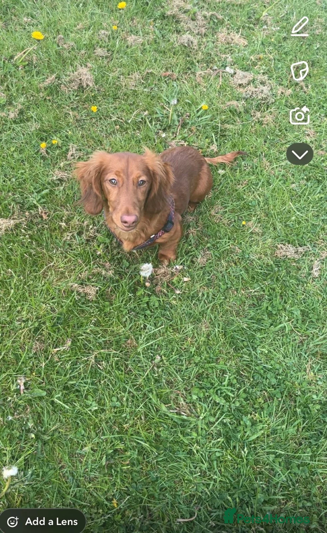 Dachshund dogs for sale: Dachshund for rehoming - Advert 4