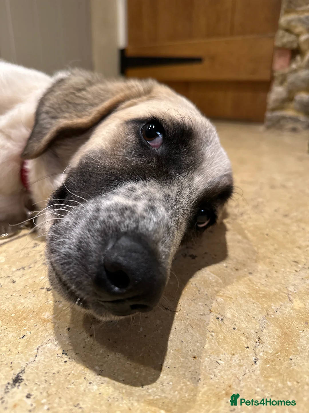 Mixed Breed dogs for adoption: Amara: Beautiful Soul Seeking a Family to Love - Advert 24