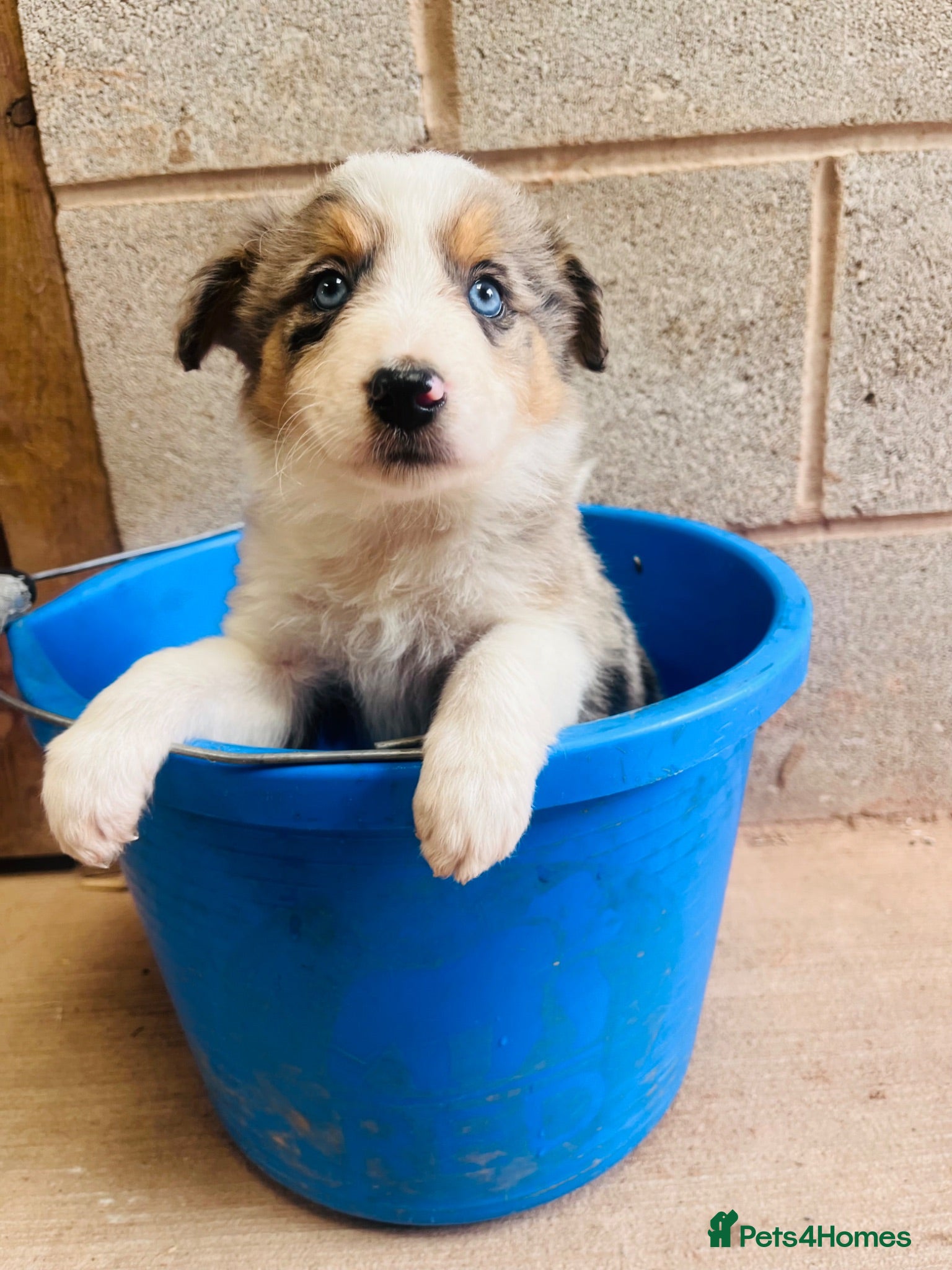 Mixed Breed dogs Collie puppies  - Advert 8