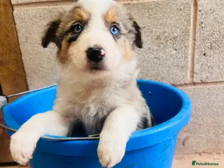 Mixed Breed dogs Collie puppies - Advert 8