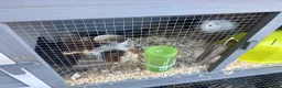 Guinea Pig rodents for sale: Cookie and sprinkles in Sittingbourne - Advert 4