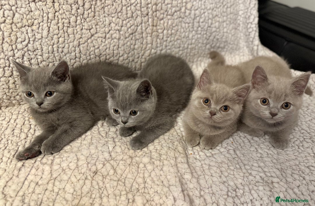 British Shorthair cats for sale: Ready to go- BSH LILAC & Blue - Image 5