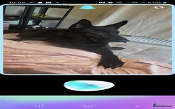 Belgian Shepherd Dog dogs for sale: Black Male Belgium Shepherd  - Image 3