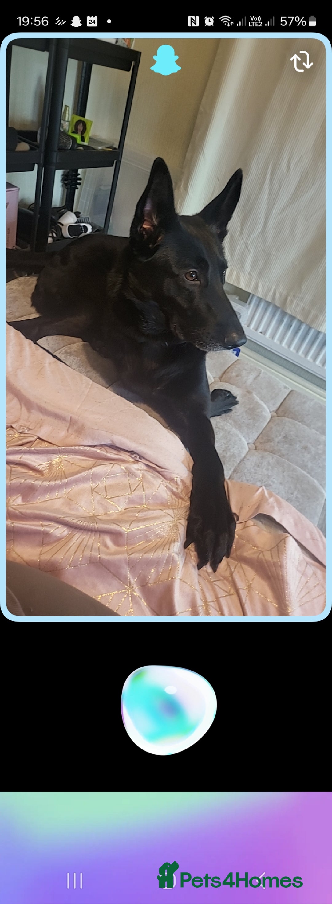Belgian Shepherd Dog dogs for sale: Black Male Belgium Shepherd  - Image 3