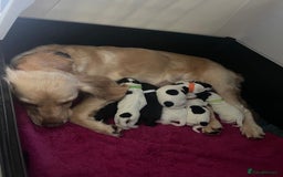 Cocker Spaniel dogs for sale: working cocker spaniel puppies for sale - Image 1