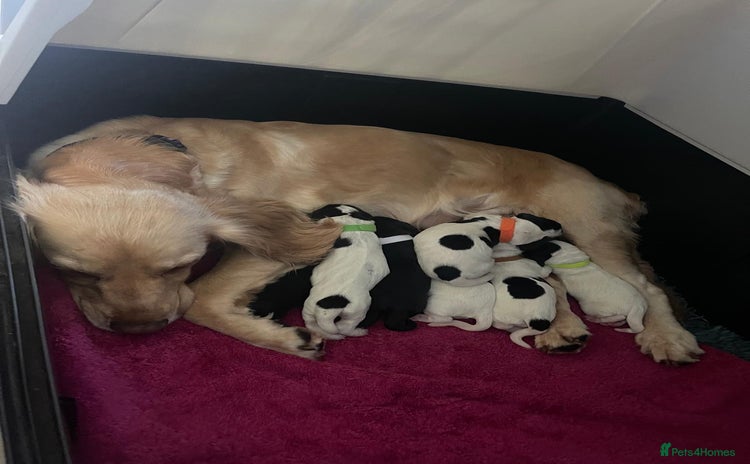 Cocker Spaniel dogs - Advert 1