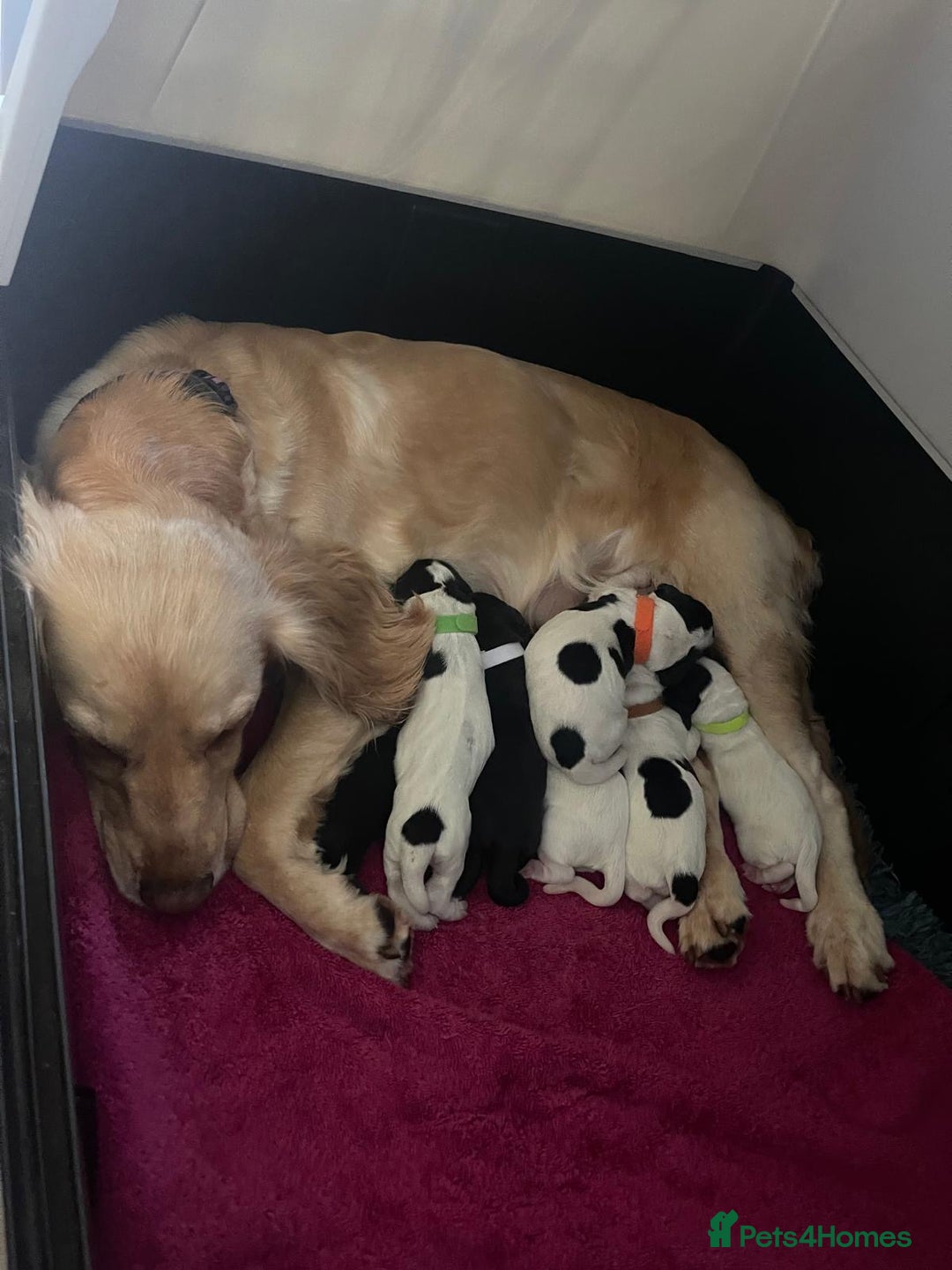 Cocker Spaniel dogs for sale: working cocker spaniel puppies for sale - Image 1