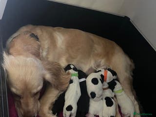 Cocker Spaniel dogs working cocker spaniel puppy for sale - Advert 10