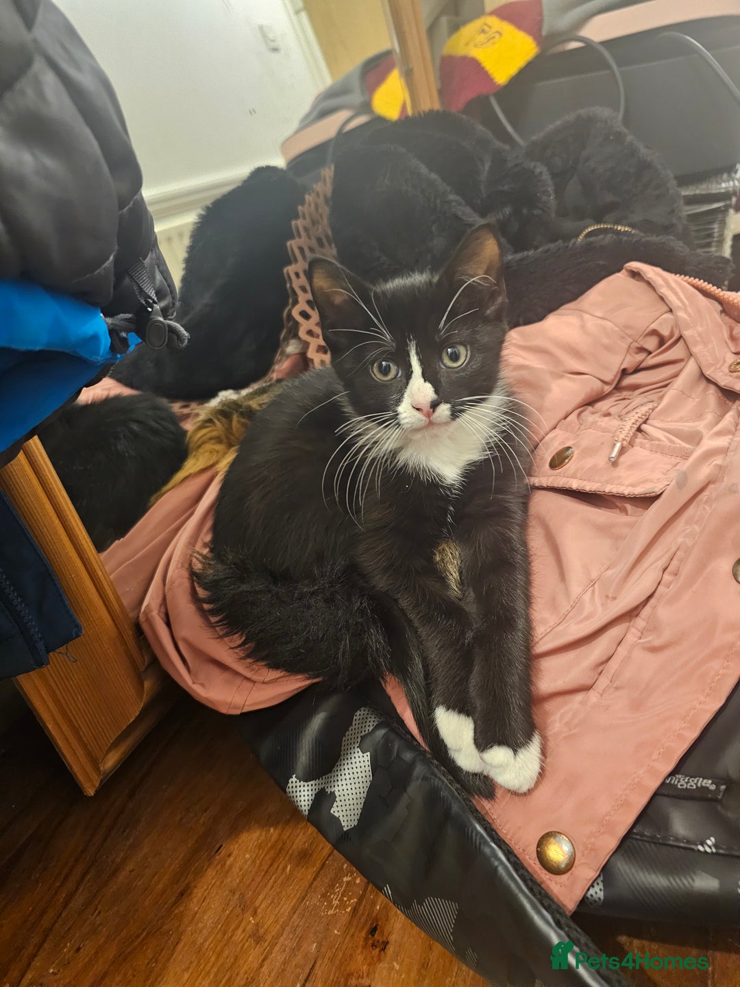 Mixed Breed cats for sale: 3 month old mixed breed kittens – boys & girls - Advert 8