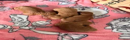 Cavapoo dogs for sale: Cavapoo puppies - Advert 14