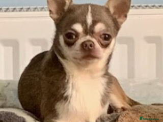 Chihuahua dogs in Dagenham - Advert 8