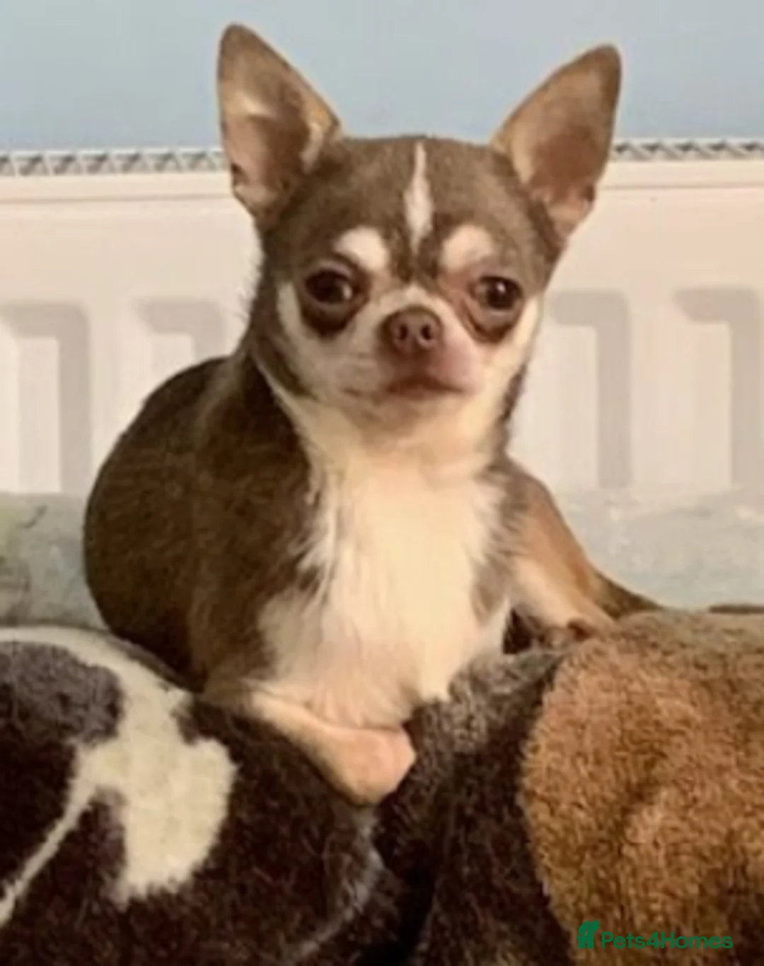 Chihuahua dogs for stud:  K.C Reg Choc Smooth for stud duties only NFS in Dagenham - Advert 1