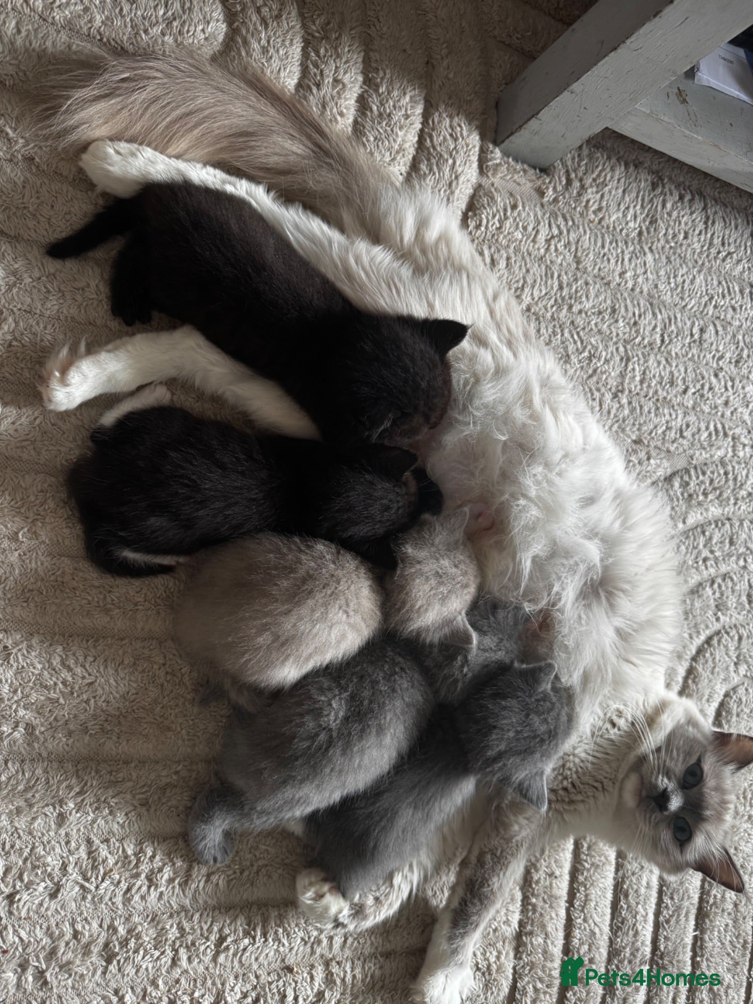Ragdoll cats I have a beautiful litter of 5 kittens  - Advert 7