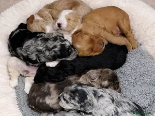 Australian Labradoodle dogs AUSTRALIAN LABRADOODLE - Advert 1