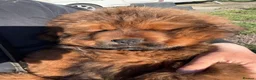 Tibetan Mastiff dogs for sale: World Top calss Tibean Mastiff! Pure blood line  in Lanark - Advert 4