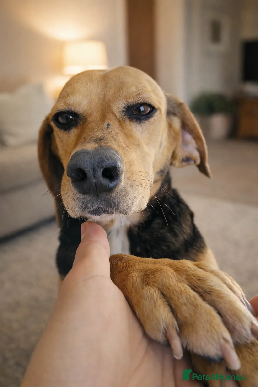 Mixed Breed dogs for adoption: Elsi was once unwanted now she is ready to belong - Advert 4