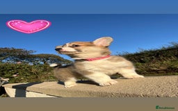 Welsh Corgi Pembroke dogs for sale: Champion Bloodline KC reg puppies - Image 7