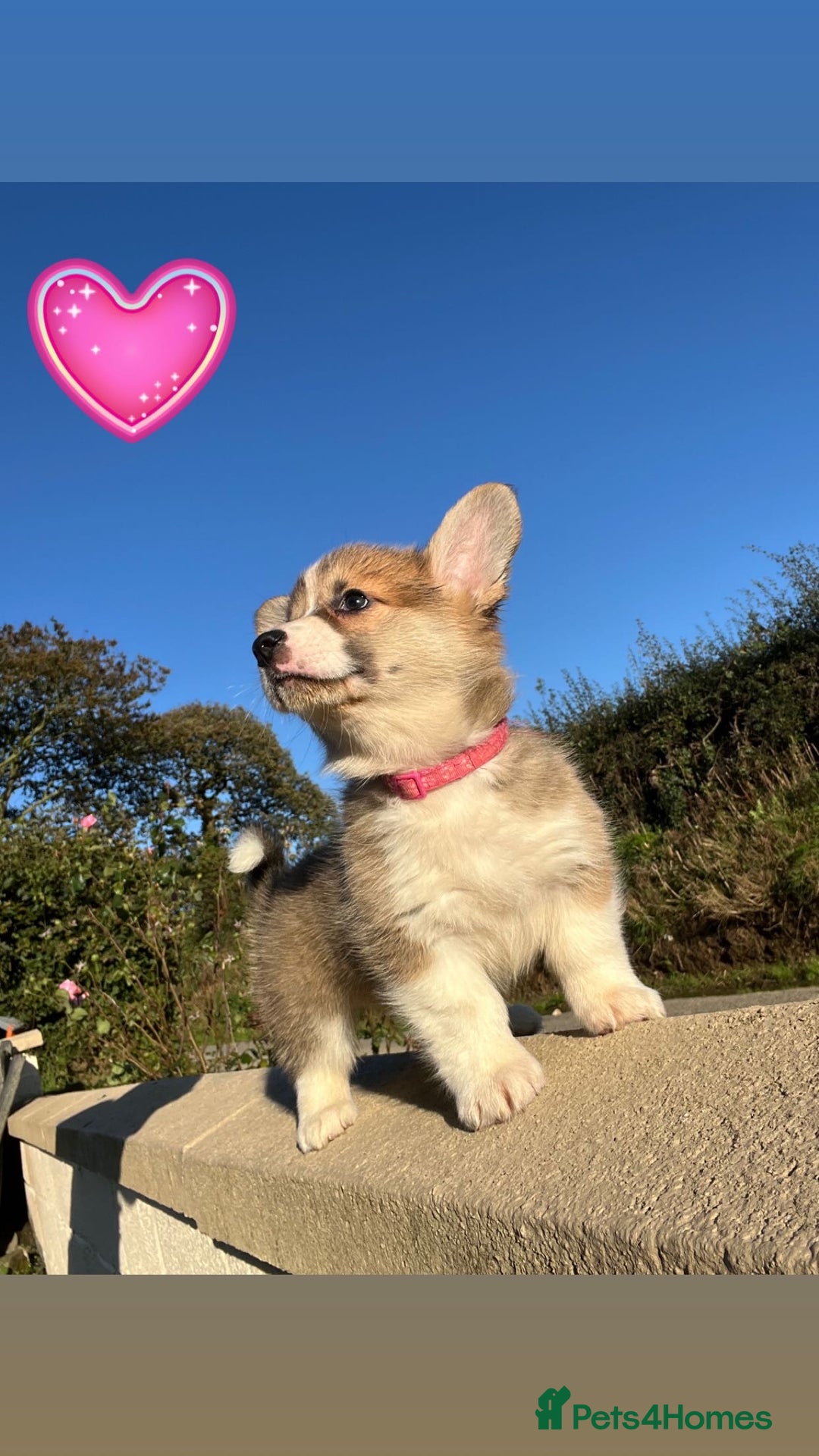 Welsh Corgi Pembroke dogs for sale: Champion Bloodline KC reg puppies - Image 7