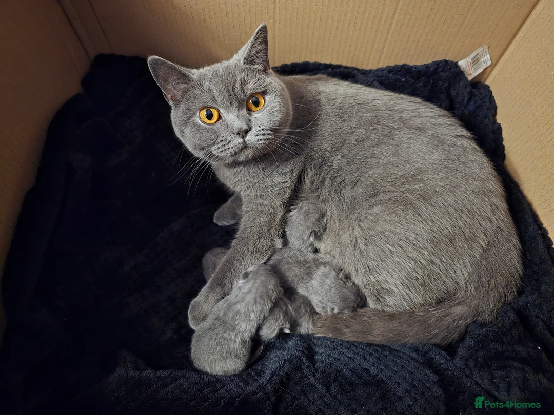 British Shorthair cats for sale: 3 British Shorthair Kittens  - Advert 12