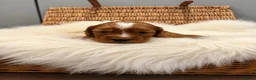 Cocker Spaniel dogs for sale: ✨EXCEPTIONAL SHOW COCKER SPANIELS✨ - Advert 4