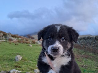 Mixed Breed dogs Lovable Border Collie puppies for sale. - Advert 1