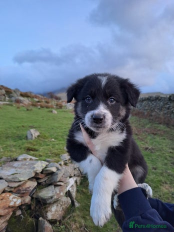 Mixed Breed dogs Lovable Border Collie puppies for sale. - Advert 2