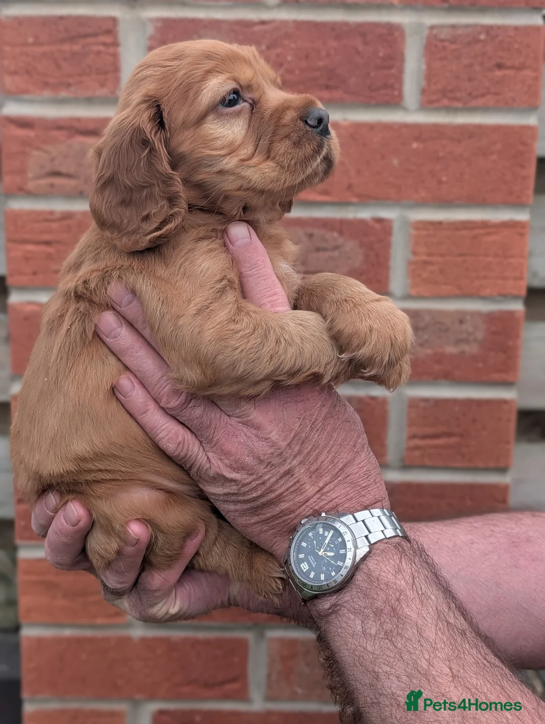 Cocker Spaniel dogs for sale: Beautiful red working cocker spaniel bitch  - Advert 2