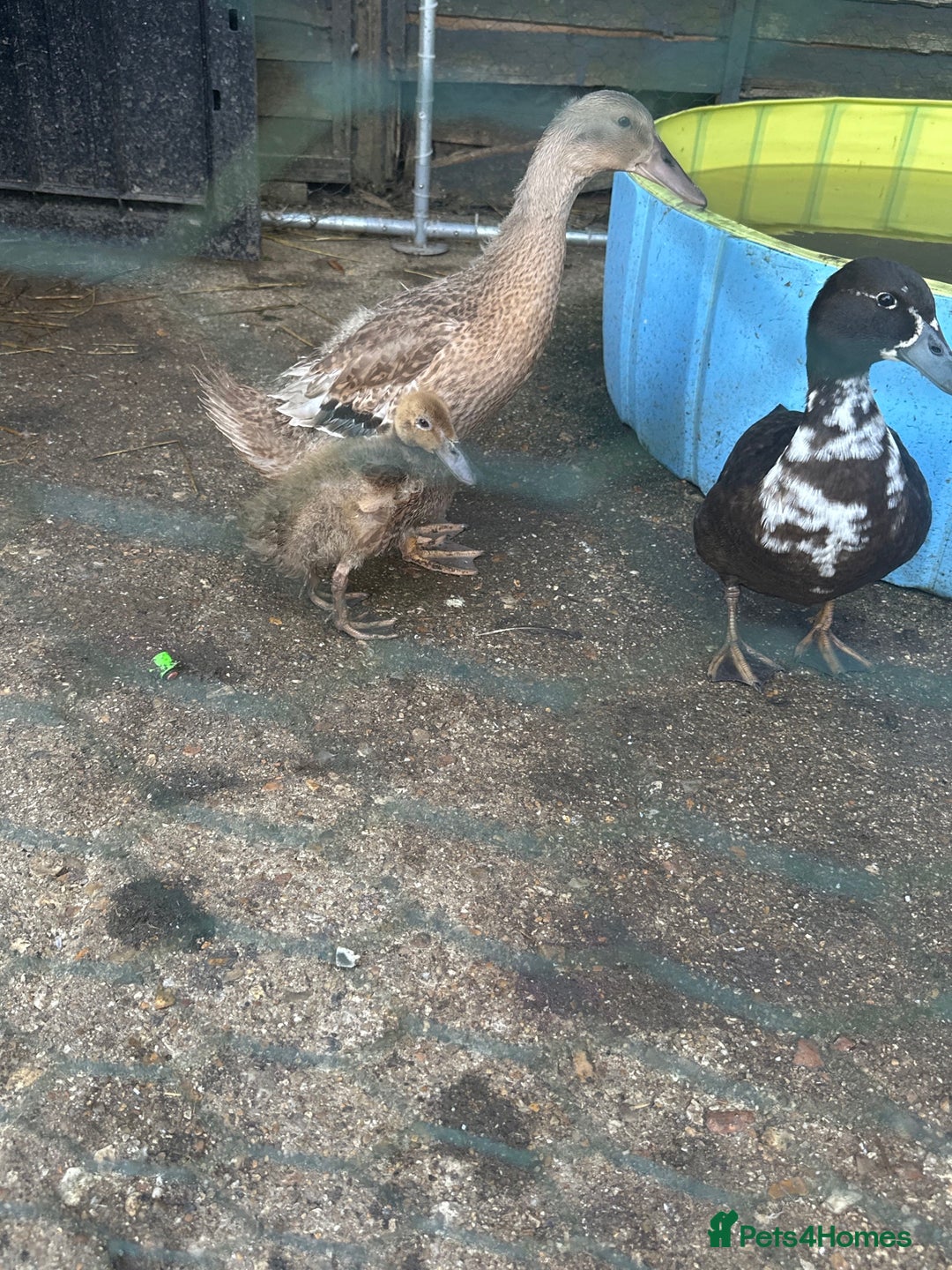 Ducks poultry for sale: Female duck  - Image 2