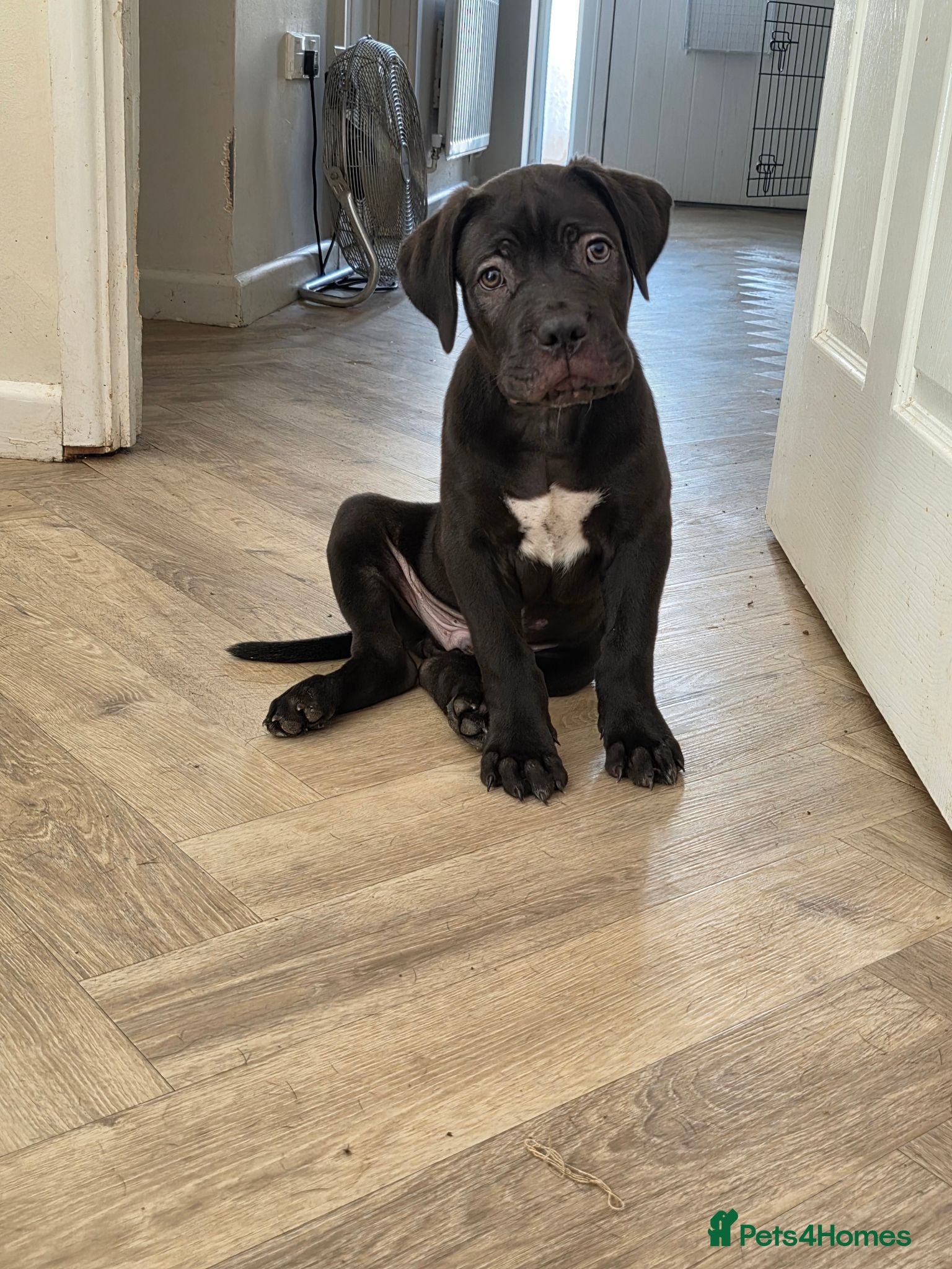 Cane Corso dogs READY FOR HOMES - Cane Corso Puppies  - Advert 2