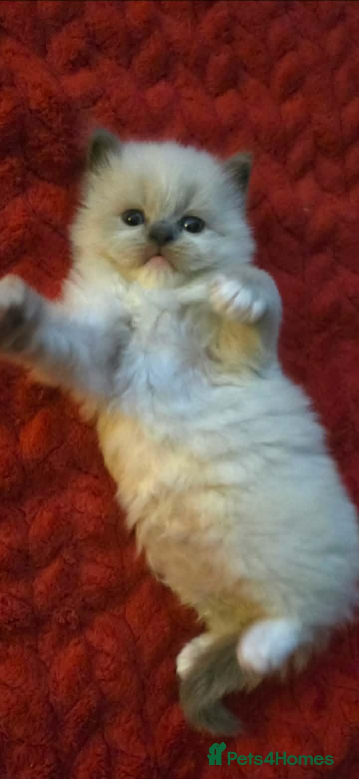 Ragdoll cats kittens - Advert 2