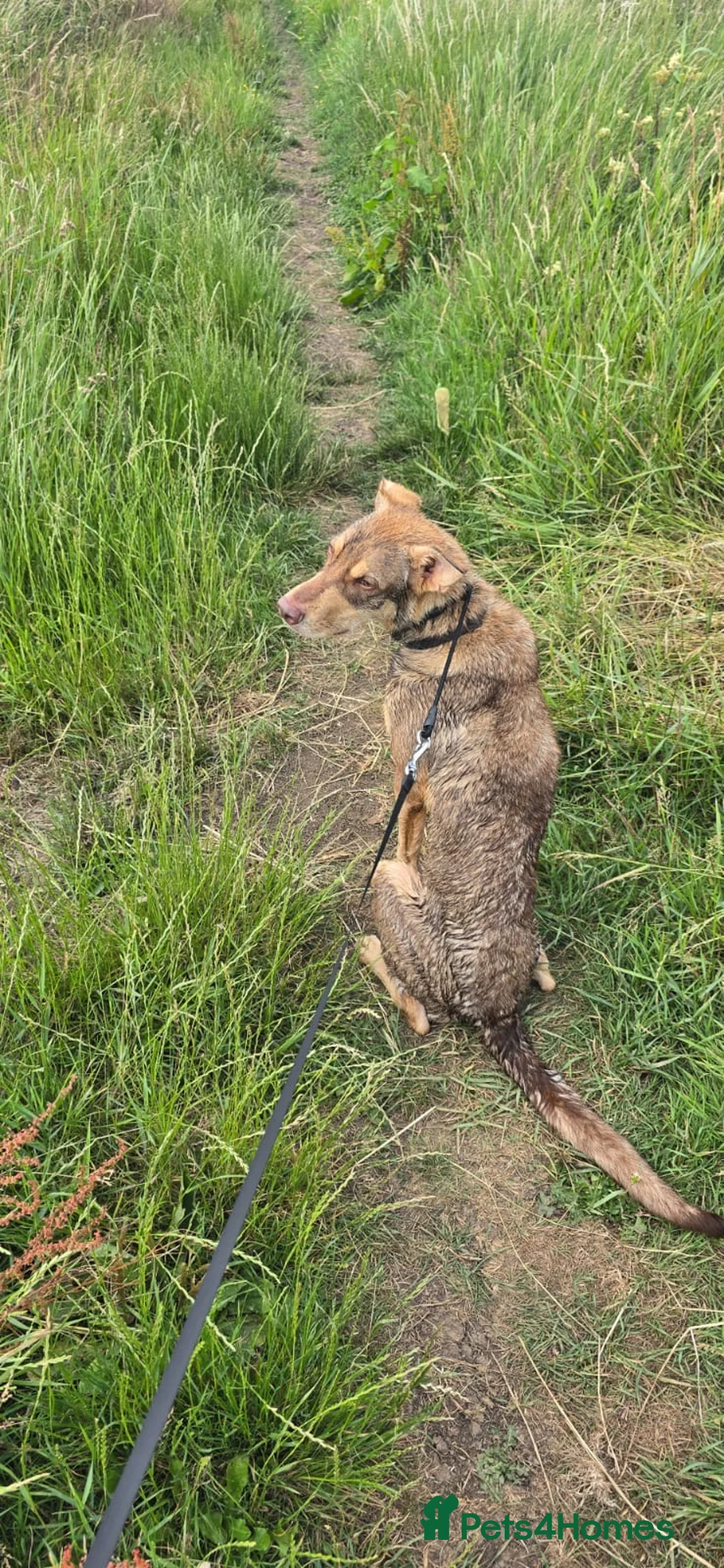 Mixed Breed dogs for adoption: Donut 🐾 in York - Advert 7