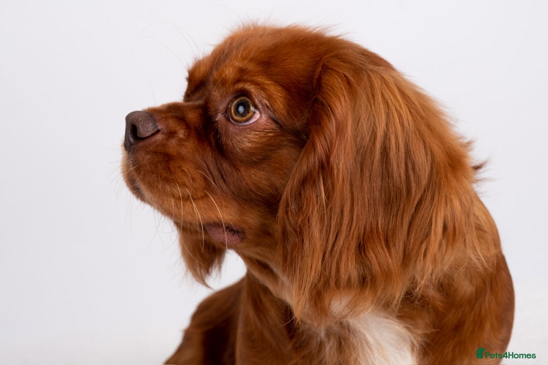 Cavalier King Charles Spaniel dogs for stud: KC REG EXTENSIVELY HEALTH TESTED CHOC RUBY STUD  in Hoddesdon - Image 18