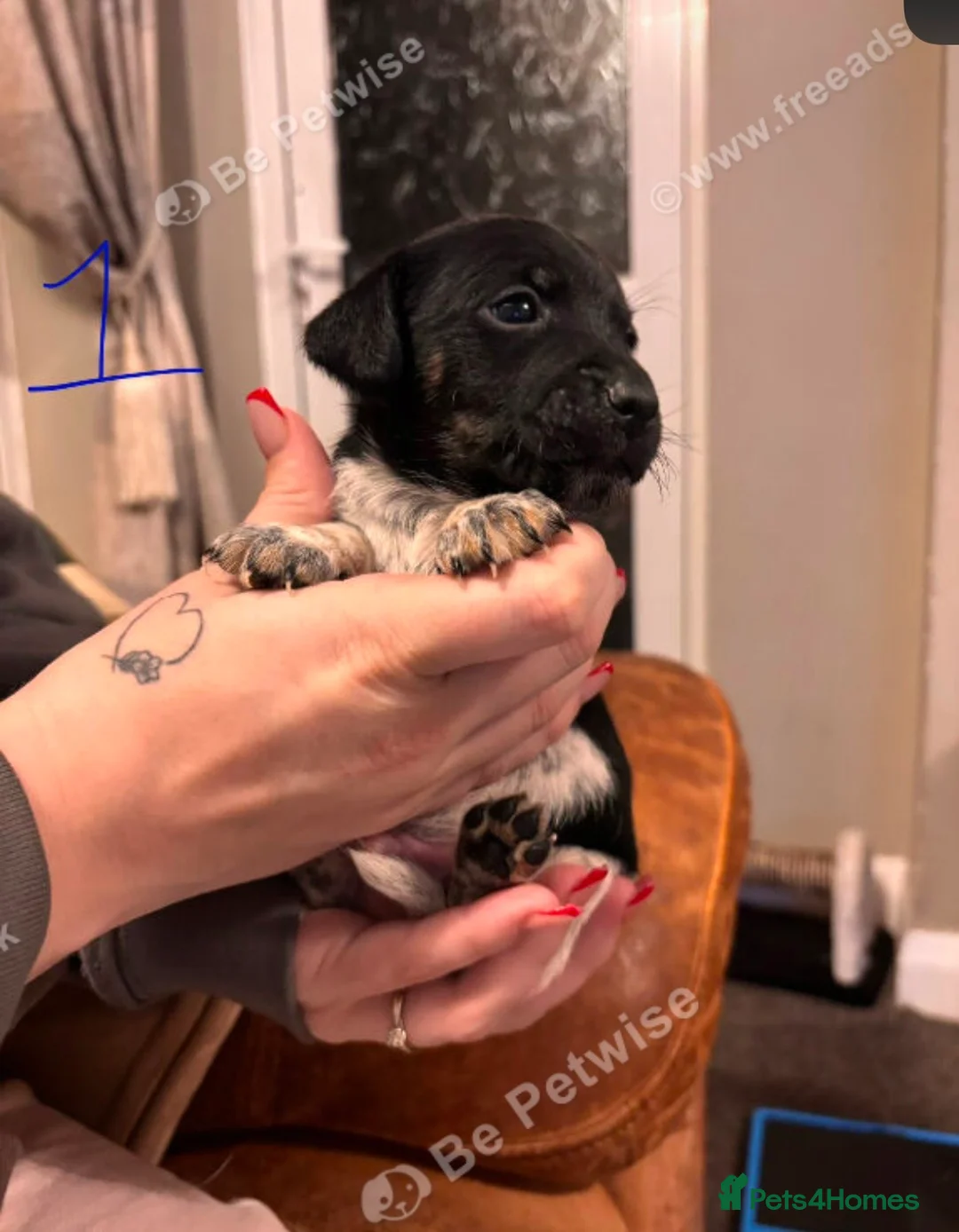 Jack Russell dogs for sale: Jack Russell puppies last 3  - Advert 3