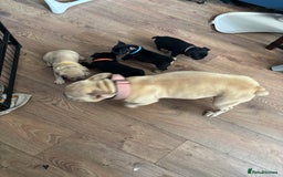 French Bulldog dogs for sale: French bulldog puppies  - Image 2