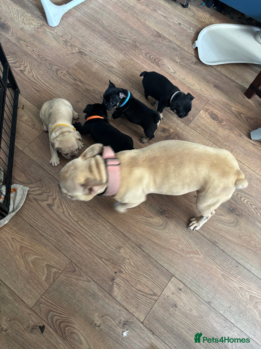 French Bulldog dogs for sale: French bulldog puppies  - Image 2
