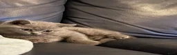 British Shorthair cats for sale: 3 x British Shorthair kittens - Advert 11