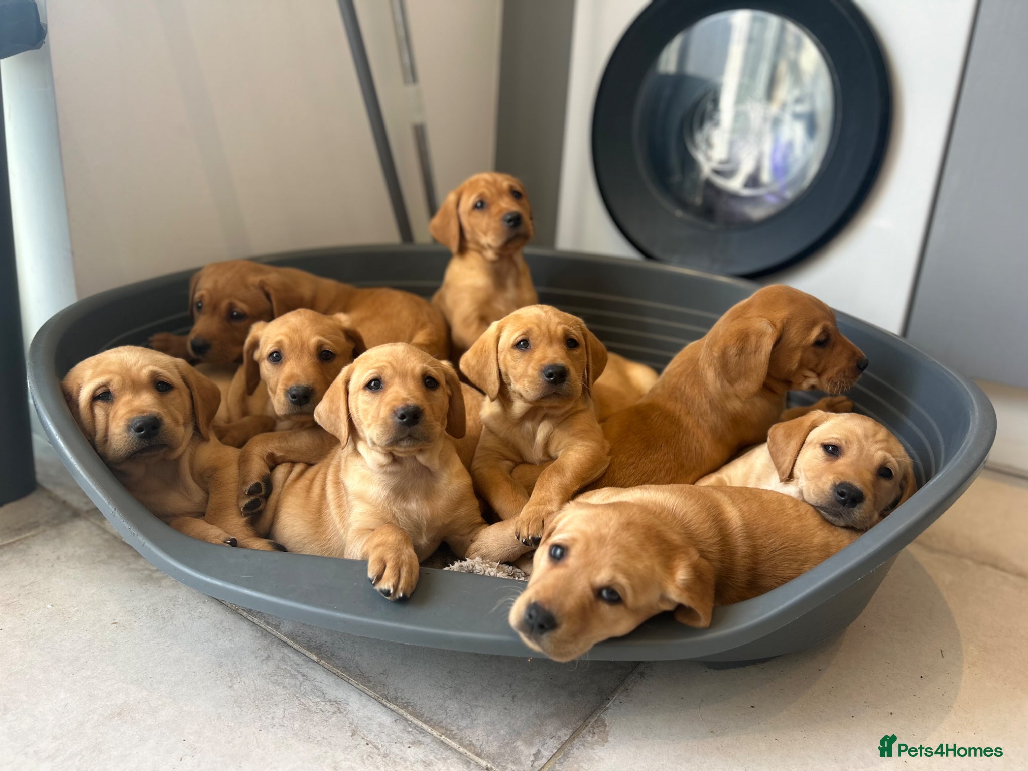Labrador Retriever dogs Kennel club registered Labrador puppies  - Advert 18