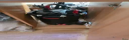 Cichlids fish for sale: 2 x fully stocked cichlids tanks for sale in Guildford - Advert 4