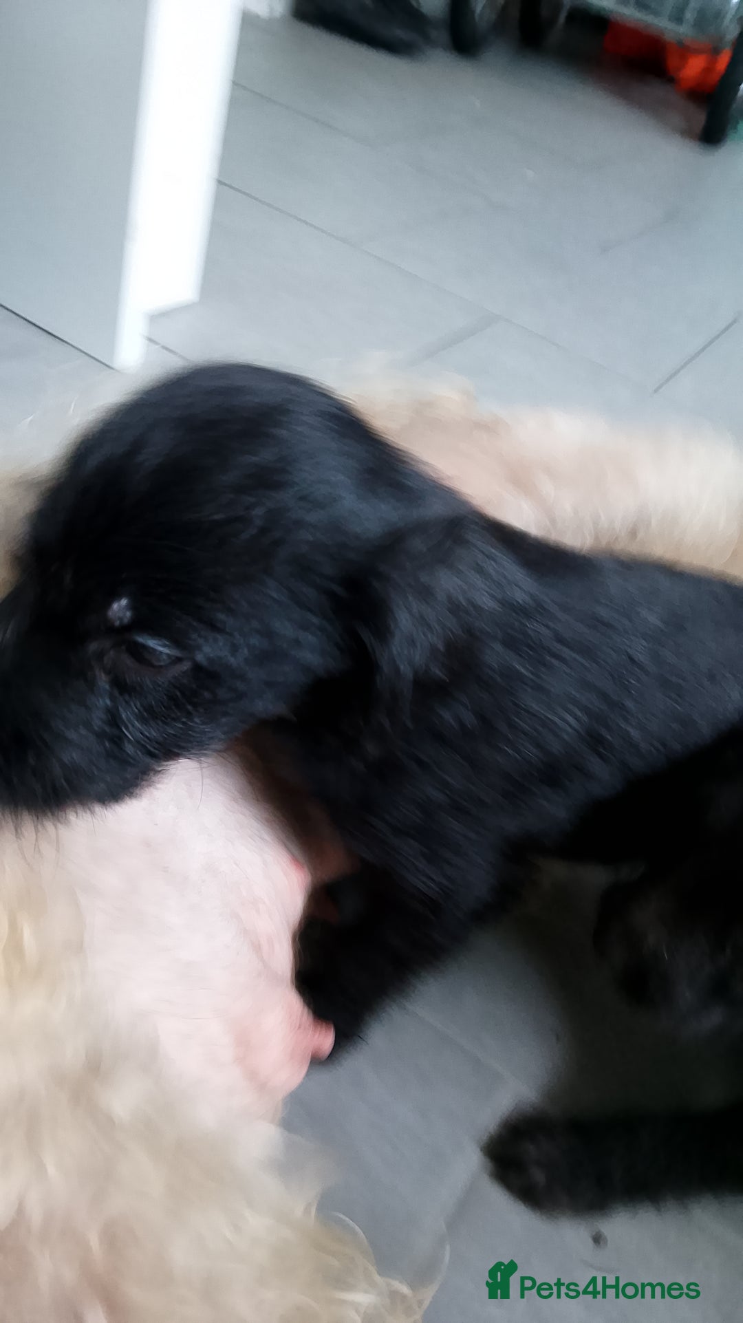 Mixed Breed dogs for sale: Bedlington whippet dog pup blue rough coated - Image 4