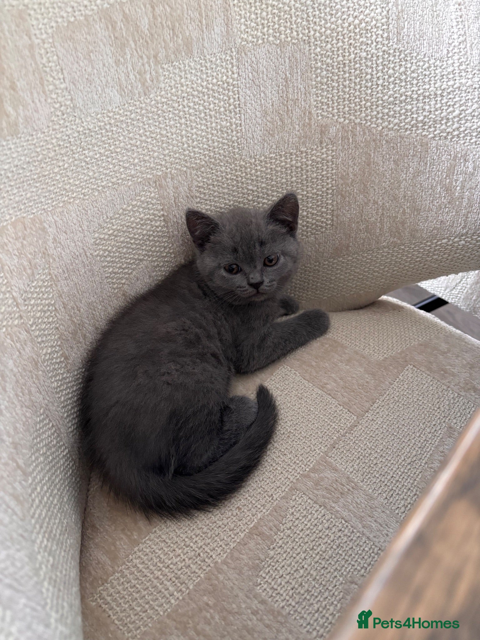 British Shorthair cats Gorgeous British Shorthair Kittens - Advert 2