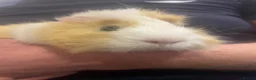Guinea Pig rodents for sale: 3 Male Guinea pigs - Advert 8