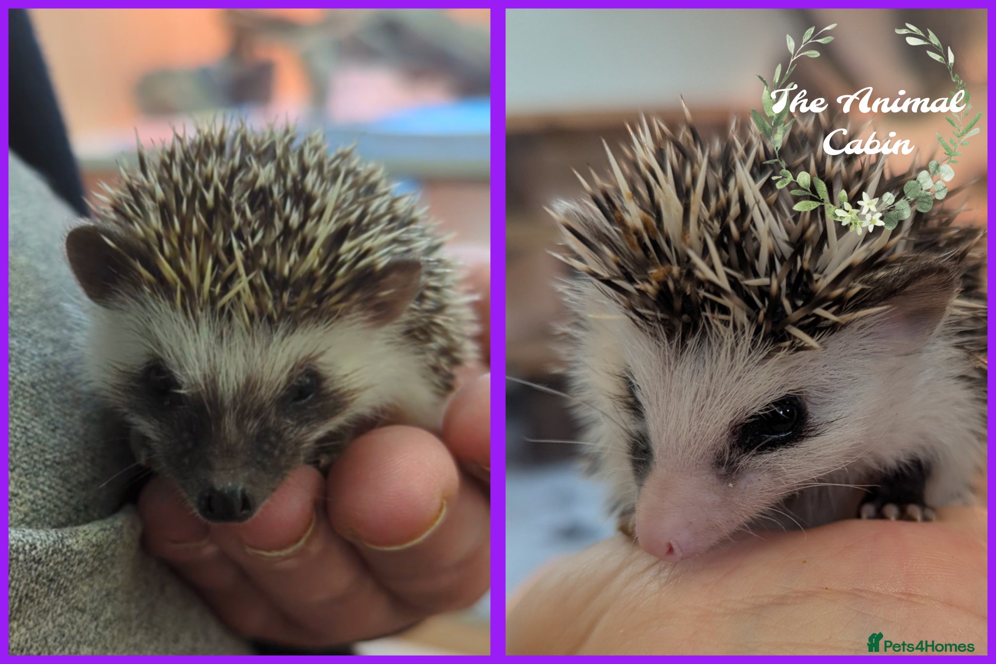 Pygmy Hedgehog rodents Baby African Pygmy Hedgehogs. Very friendly! - Advert 1