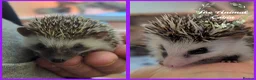 Pygmy Hedgehog rodents for sale: Baby African Pygmy Hedgehogs. Very friendly! - Advert 1