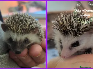 Pygmy Hedgehog rodents for sale: Baby African Pygmy Hedgehogs. Very friendly! - Advert 2